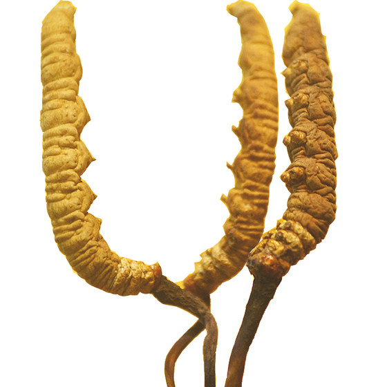 2022 Authentic Tibet Nagqu First Stage Cordyceps Sinensis Non-Qinghai Yushu Fresh Dry Goods Broken Cordyceps Genuine Health