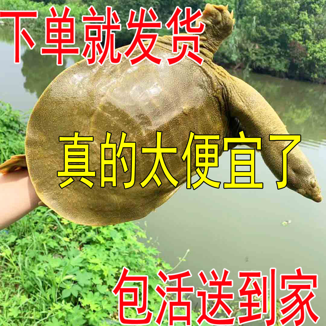 中华鳖苗：探寻自然界的珍馐美味，开启你的美食之旅！🌊🦜-甲鱼-淘宝百科网