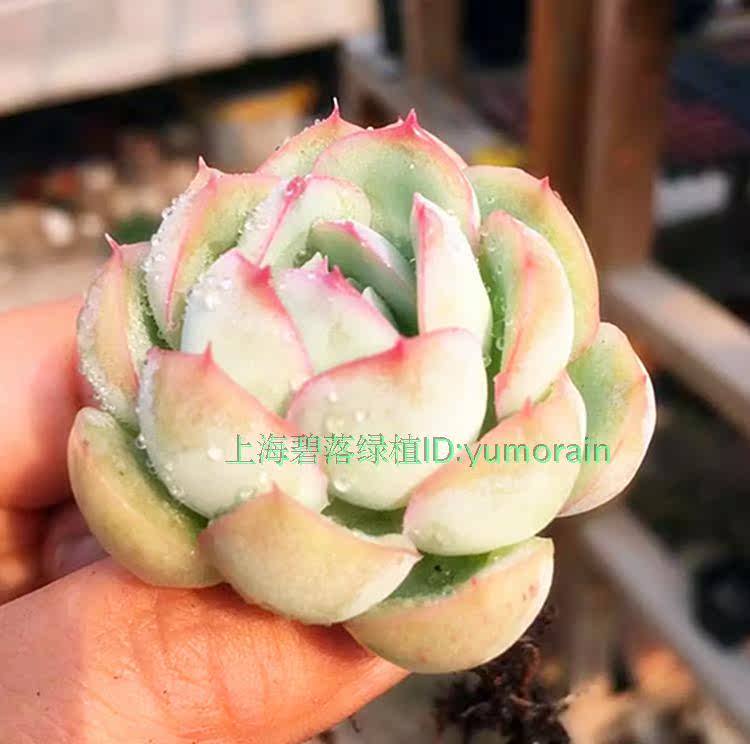 水莲月影系多肉植物易叶插碧落绿植 狂欢大促 月影 植物 绿植 水莲 易叶插途虎网