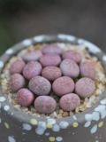 Caiyan Jade Polysone Raw Stane Flower Ass Цветочный камень цветочный мясо мясной растение Мясо