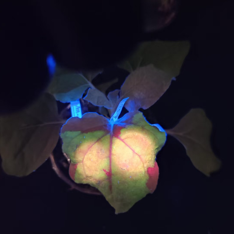 Plant Vector Uvgfp Knockout, Superexpression, Genetic Transformation Rate Verification, Hairy Root Positivity Detection