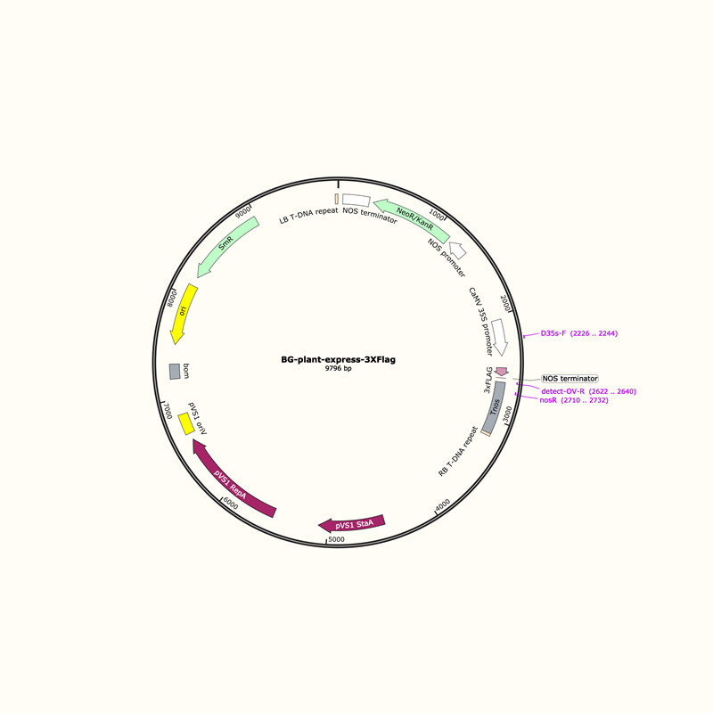 BG-plant-express-3XFlag 植物双元载体 超表达 植物融合蛋白