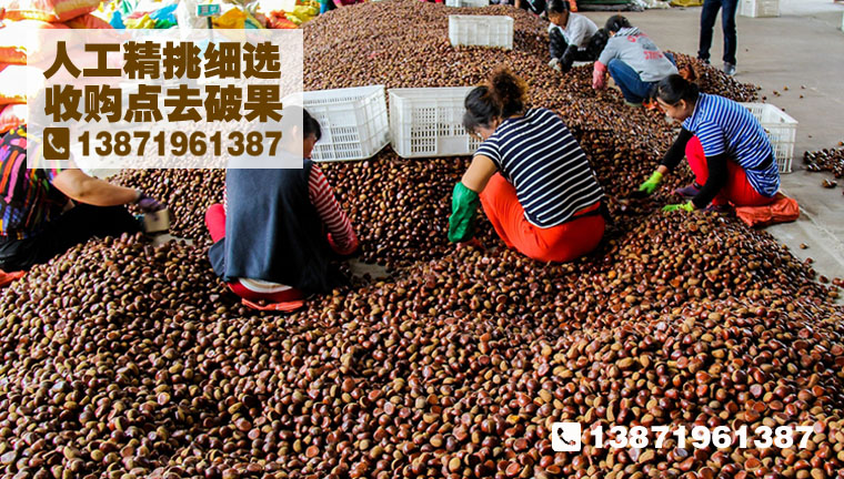 2019年麻城板栗批发最新价格采购板栗湖北板栗批发电话13871961387