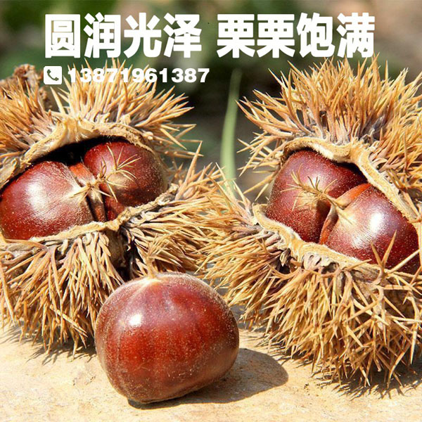大别山麻城福田河板栗湖北板栗罗田板栗米麻城特产即食板栗龟山板栗批发