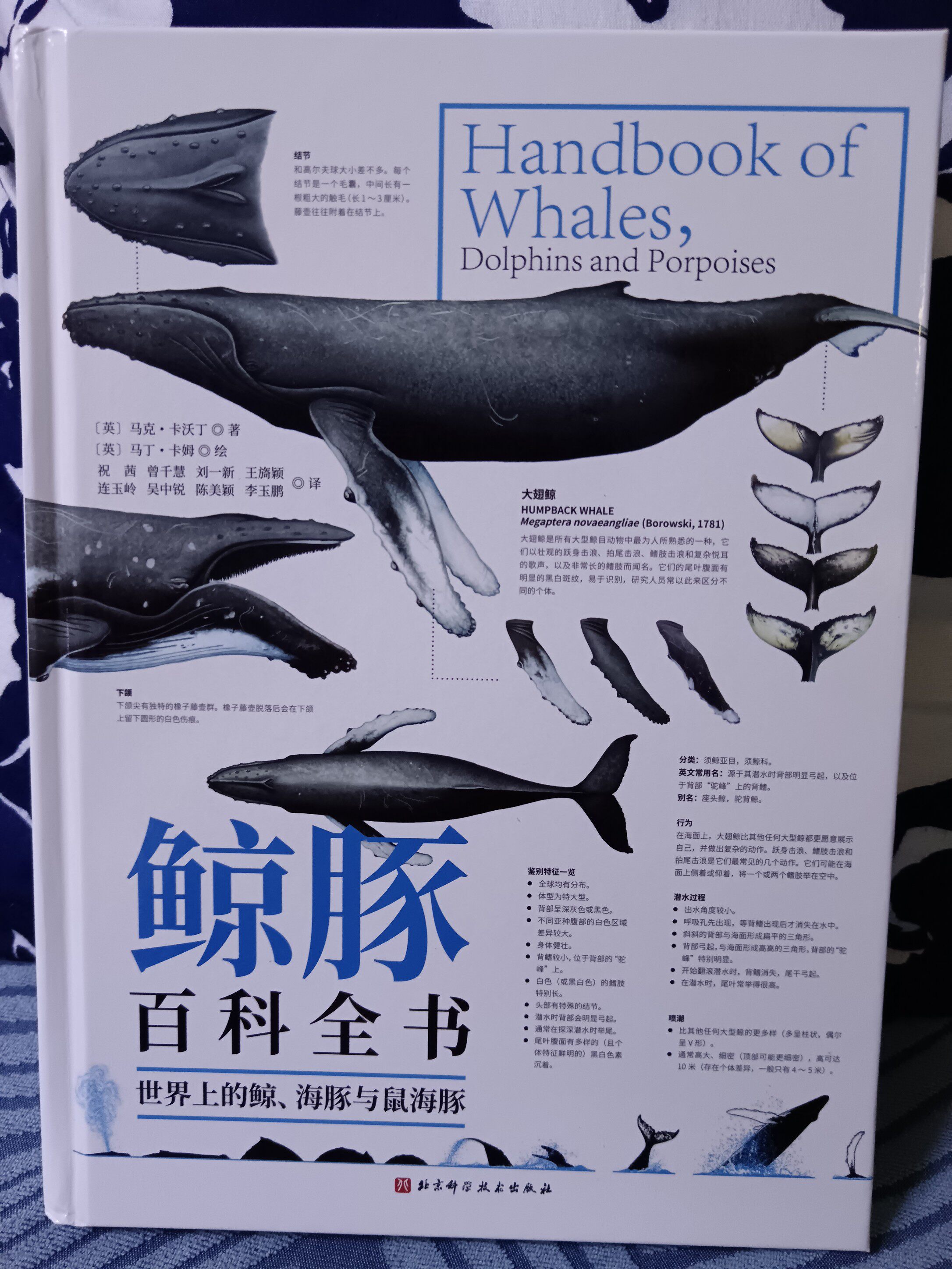 鯨豚百科全書圖解海洋生物知識與鯨魚生態