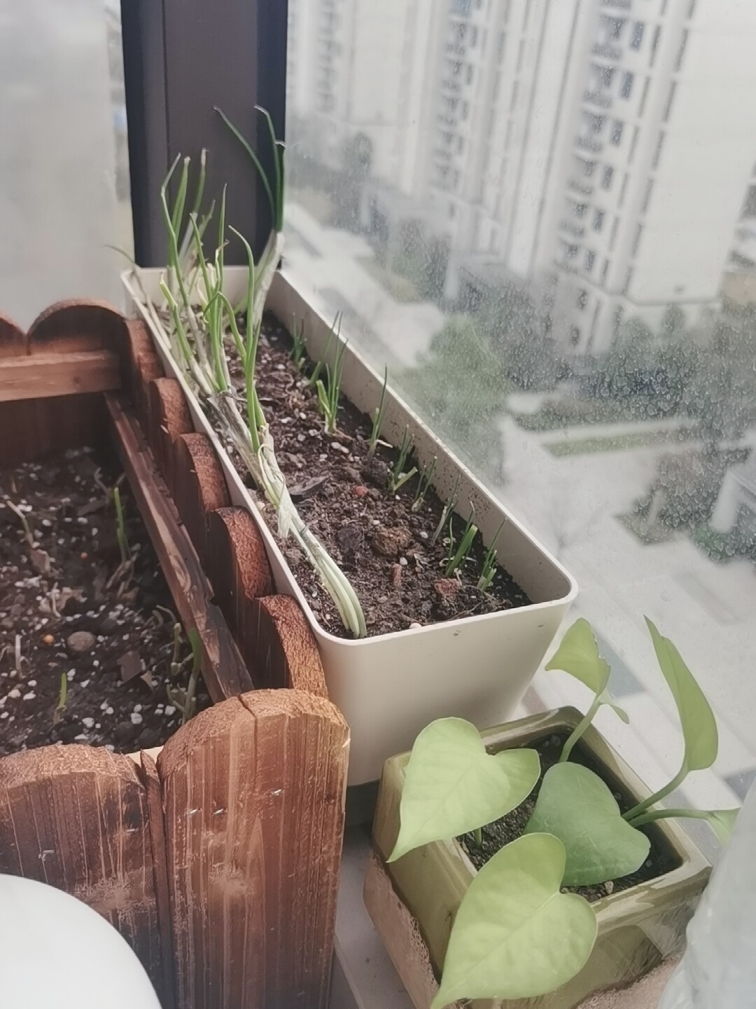 長條型多肉花盆專用窄邊細長窗臺種植塑料陽臺花盆盆栽