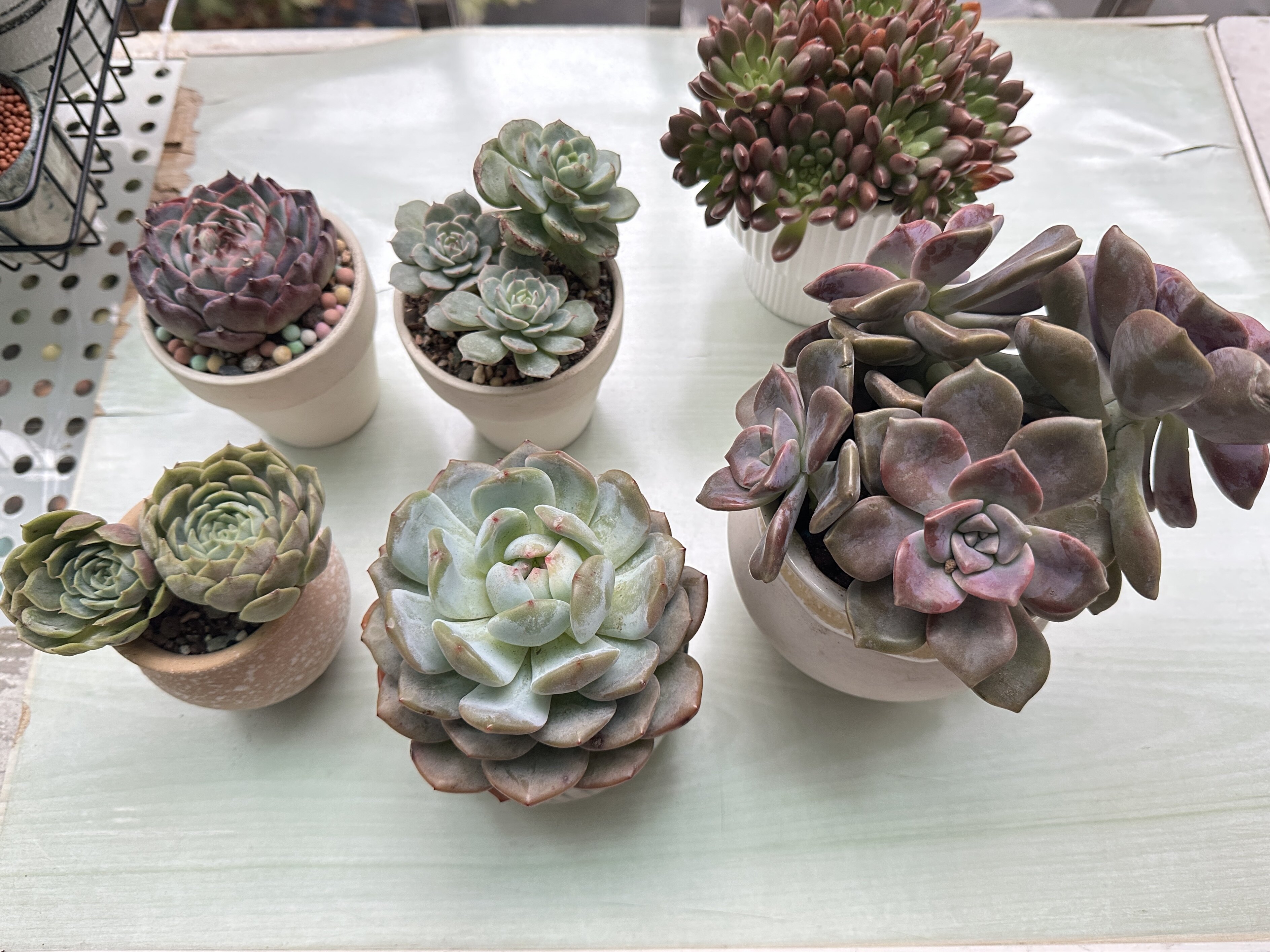 水蜜桃吉娃娃天然露養出狀態精品多肉植物羣生陽臺小萌物綠植 