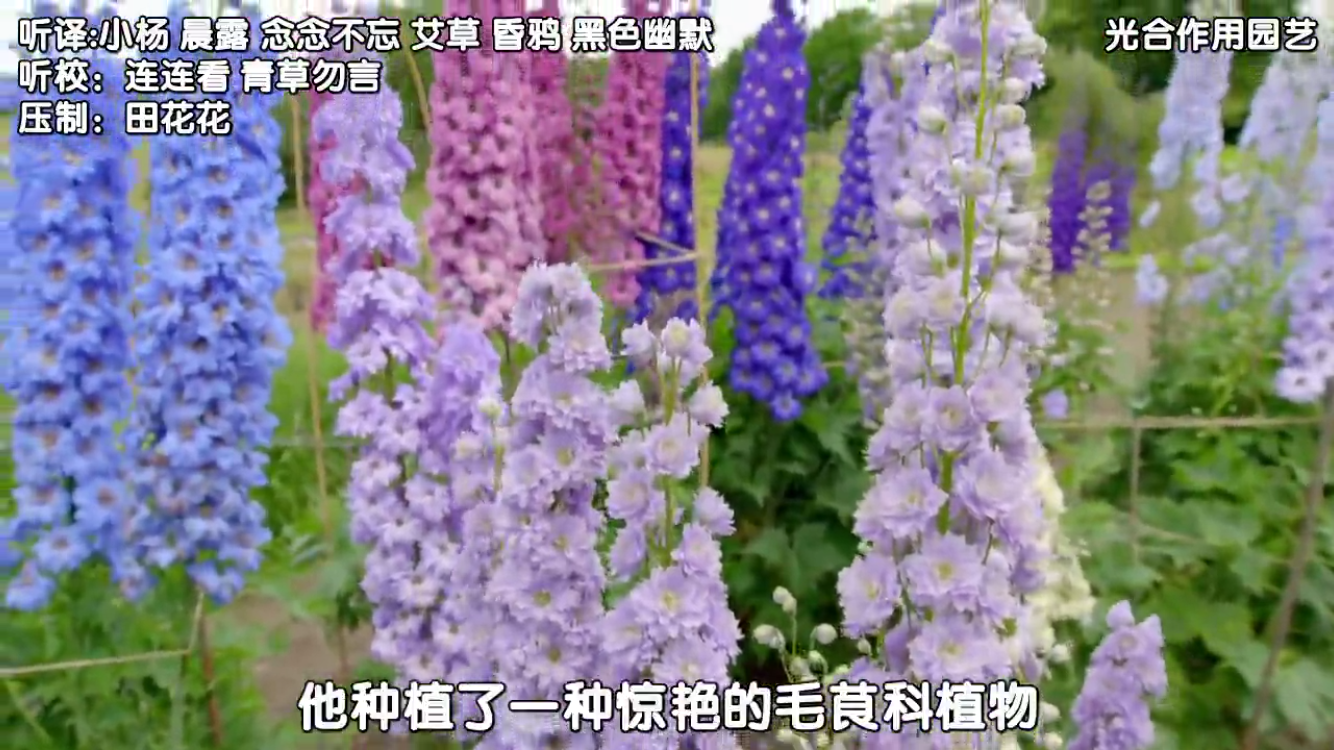 大花飛燕草 Mdash Mdash 強勢搶鏡的配角 淘寶海外