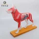 Иглоукалывание, модель животного, практика для тренировок, образец, форма, обучение
