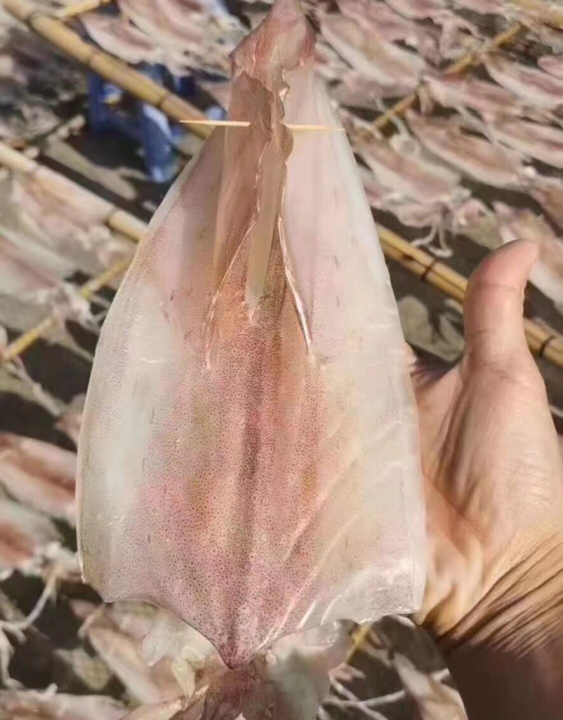 South Australia specialty house squid dried squid is about 6-8 per pound, hand-dried and light-dried
