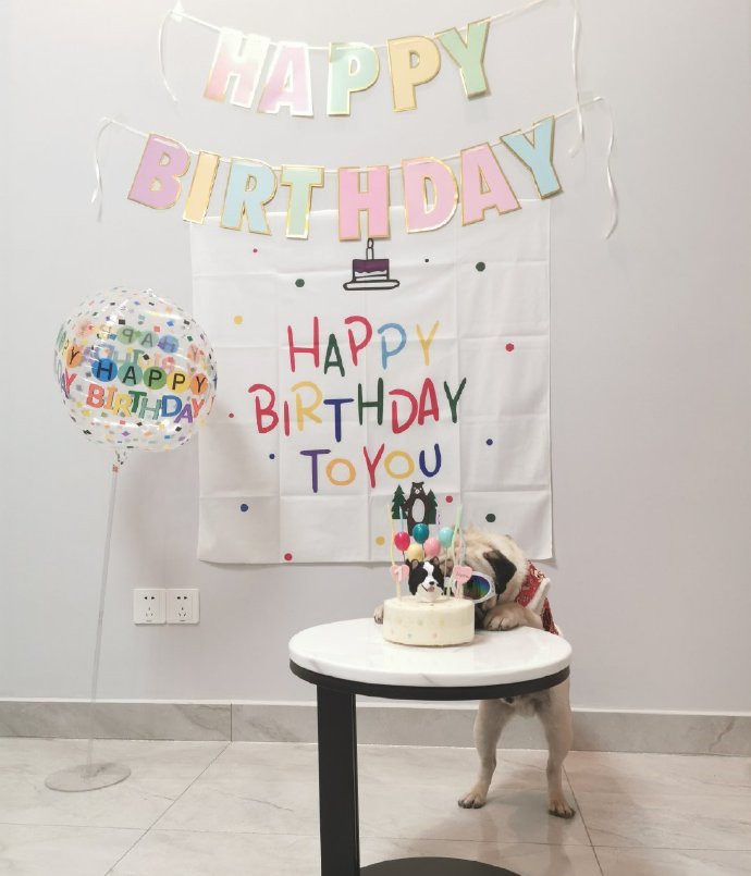 Meow Meow INS Wind Cat Dog Pet Birthday Package Mori Simple Layout Cotton Linen Background Cloth Korean Decoration