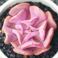 4-6cm