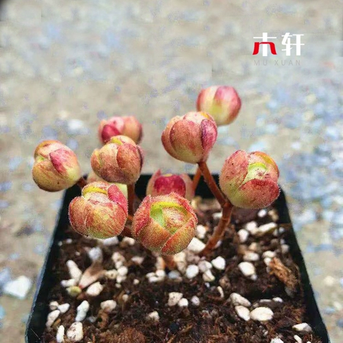 Новые суккуленты регби розы маленький мяч Роза Маунтин Роуз серия старой кучи комбинация суккулентов