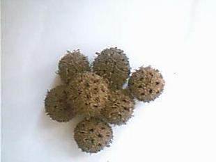 99 Chinese herbal medicine road pass through 500 gr RMB10