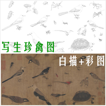 Five Dynasties Huang Quan sketched rare birds High-definition electronic version white sketch color map Gongbi insect bird bird turtle copy