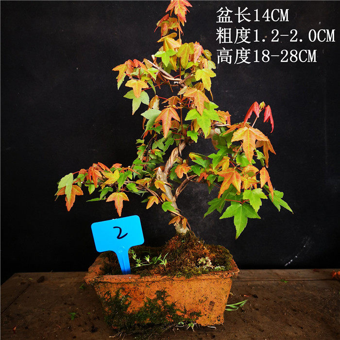 特價原生小品日本唐楓小葉紅芽三角楓盆景盆栽室內外綠植楓樹包郵
