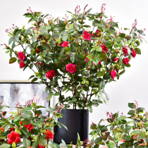 Simulation of spring rose bouquet silk flowers Plastic flowers fake flowers Single living room decoration flowers dried flowers Table decoration floral art