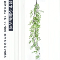 Свежие длинные водные растения