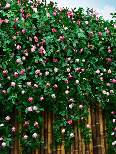 Смоделированная цветочная роза розовая лоза.