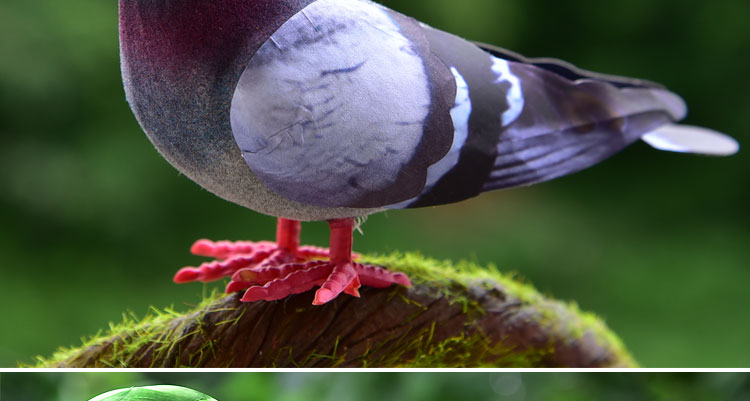 Mô phỏng Bird Bọt Feather Bird Trang trí chim giả Trang trí động vật Dễ thương Pigeon Parrot Bird Nest Bird Nest Wedding các đồ trang trí bàn làm việc