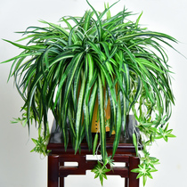 Simulation of chlorophyte plant potted green planting basket decoration flower indoor wall hanging balcony plastic flower hanging fake flower display