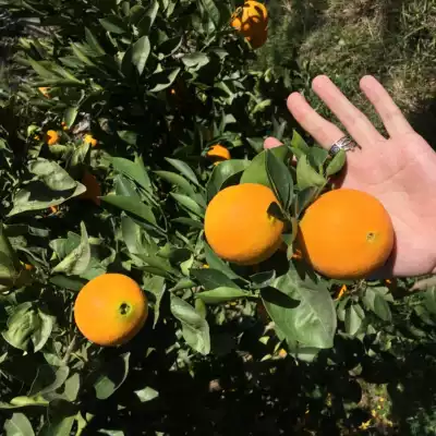 VISSUDHA postage supplement difference hyperlink