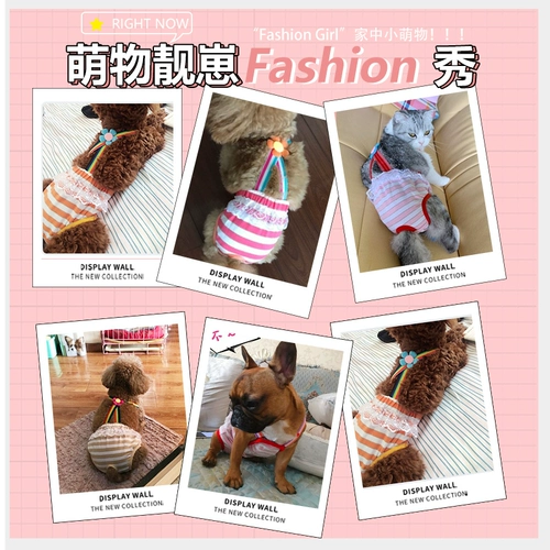 Собаки физиологические штаны Женщина собака Сацума Золотая собака Собака СОБАКА СОБА