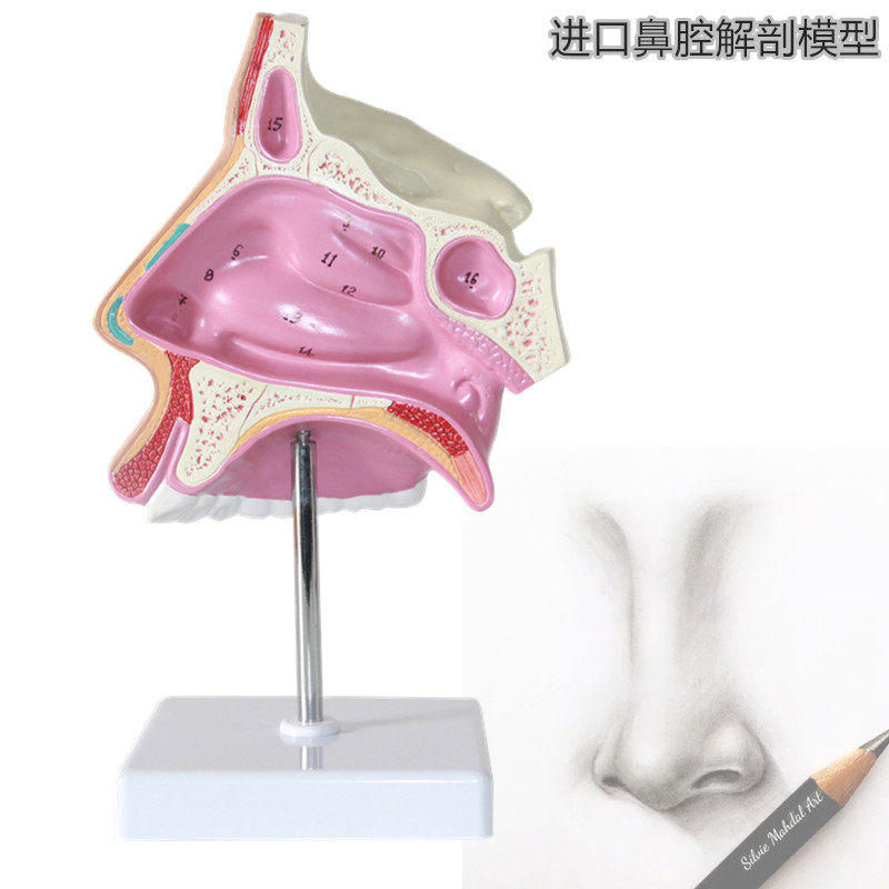 医用人体鼻腔解剖模型鼻腔模型呼吸系统模型五官科教学演示教具