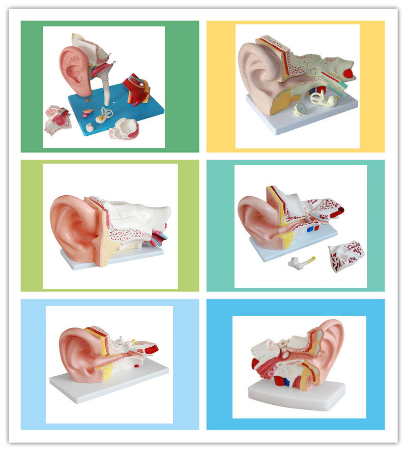 全医用人体耳朵解剖结构模型内耳迷路模型耳鼻喉模型听觉系统感觉