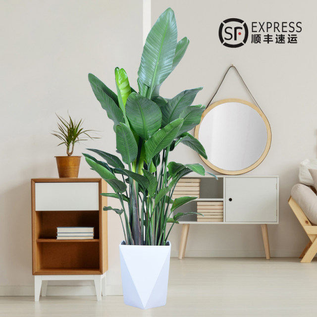 Bird of Paradise potted large plant living room indoor office green plant absorbs formaldehyde and purifies the air Strelitzia reginae zb