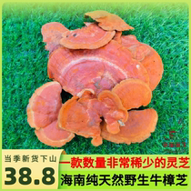 Hainan Pure Natural Wild Wild Cattle Zhangzhi Red Bolt Fungus Red Cloud Lucid and Dense Pore Fungus Beef and Dried Goods of Mushroom Foot