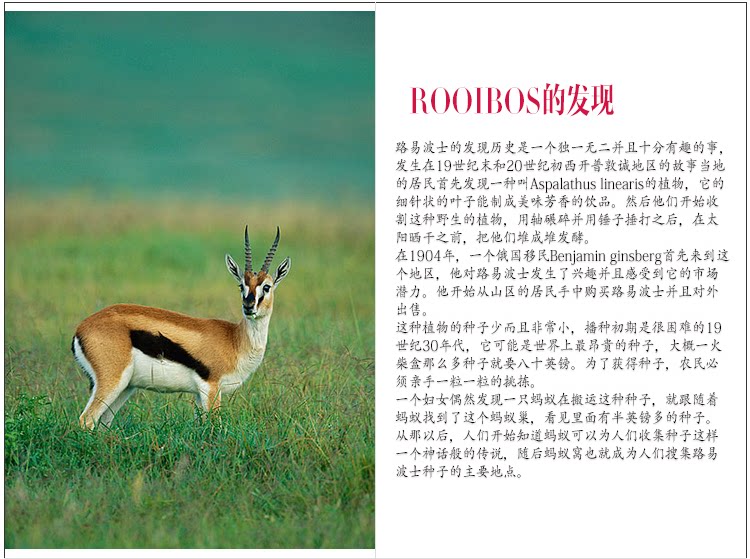 如意波斯茶 <wbr>博士茶 <wbr>南非国宝茶