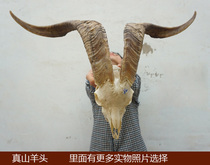 Real goat head Tibetan area True sheep skull yak skull Skull Handicraft goats head adornment Tibet sheep head cows head