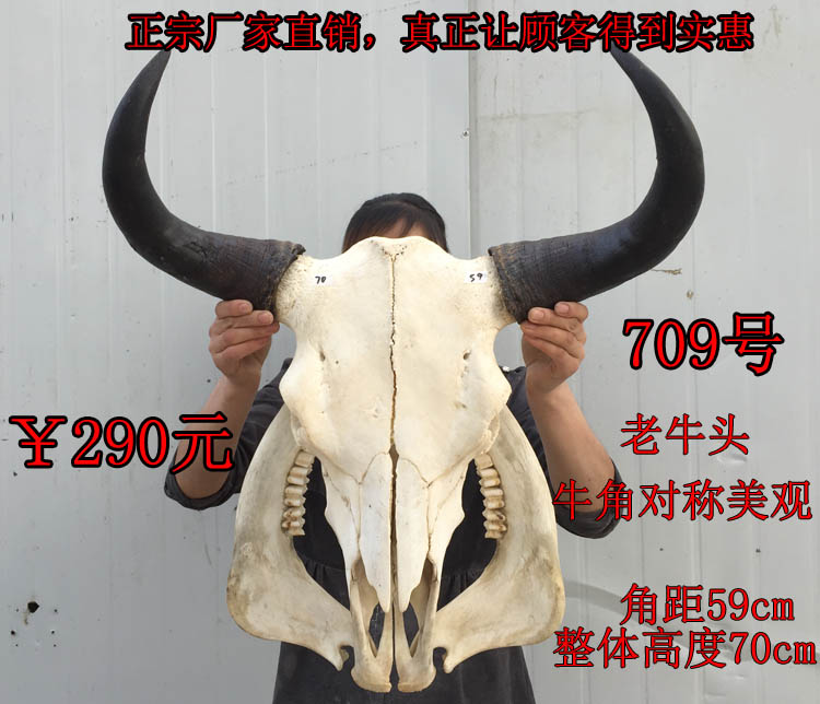 Yak skull crafts and decorations of bull skull specimens of national crafts