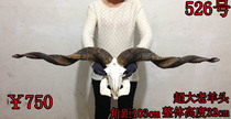 Tibetan real sheep head bone Yak skull Handicraft sheep head ornament Tibetan sheep head bull head