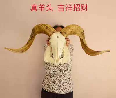 Tibet Natural Pure Sheep Skull Specimen Sheep Head Decoration Handmade Wall Cai Featured Handicraft Gifts