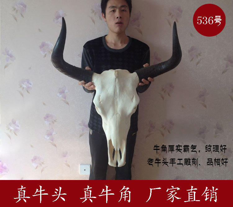 Cow skull decoration crafts Yak skull decoration specimen wall hanging Tibetan area specimen special wall decoration real cow skull