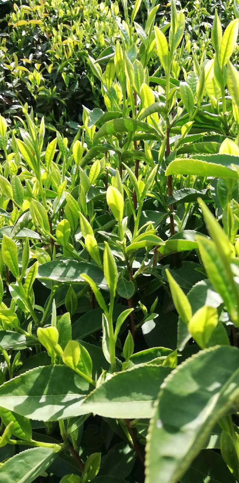 昌盛鑫翎茉莉花茶经营店