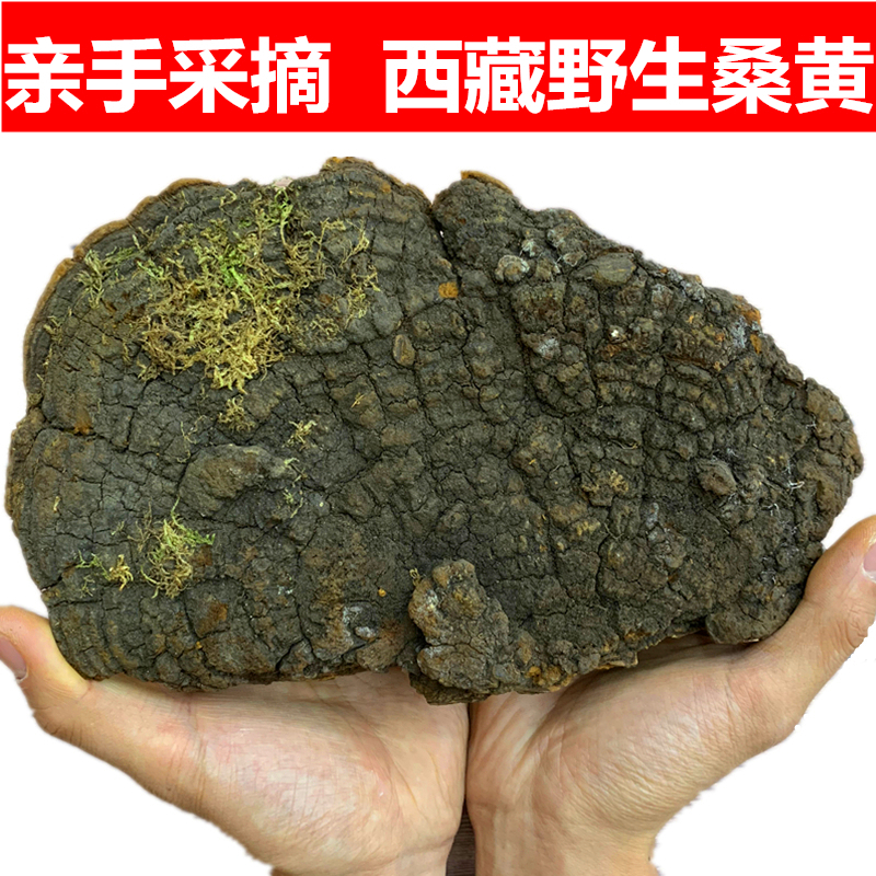 Samhuang wild Tongrentang Class Sanhuang lingzhi Phnom Penh Sanhuang Tibetan wild mulberry yellow tea special class 250g