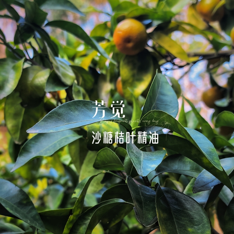 Sugar Orange Leaf Essential Oil Is Distilled Using an Ecological Cultivation Method, Is Pesticide-Free, Has a Clear Leaf Fragrance, Is Distinctive, Has Good Quality, and Is a Fragrant Raw Material