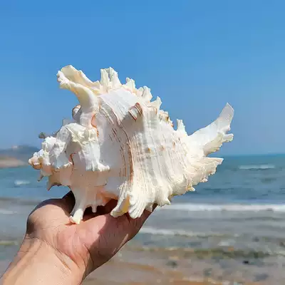 Natural New Thousand-hand chrysanthemum snail oversized conch shell starfish landscape home ornaments fish tank landscape coral