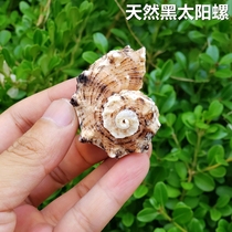 Natural sea snail oversized shell White coral lucky ornaments Starfish specimen Hermit crab special shell fish tank landscaping