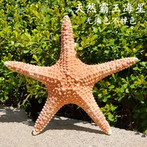 Natural super sea star specimen Sea snail specimen Large shell Marine style decorative fish tank landscaping Sea star wall decoration