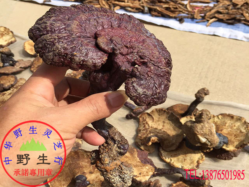 Pure wild Ganoderma lucidum (Red lucidum with handle) wild promise Shipped from Wuzhishan origin