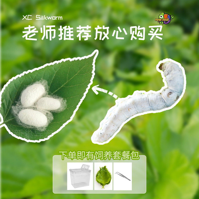 🌟蚕宝宝观察套装,开启亲子共育新天地!🐛-蚕宝宝-淘宝好物网