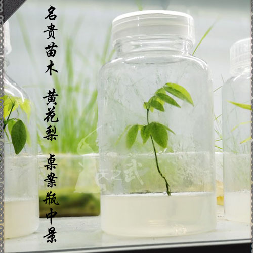 The famous Miao Miao yellow flower pear Miao Miao Miao Miao Miao case Microbonsai Easy to raise lazy people plant green plant