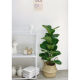 Sutai Plant Fiddleleaf Ficus Nordic Straw Blue Floor-standing Potted Household Green Plants Set Haofa