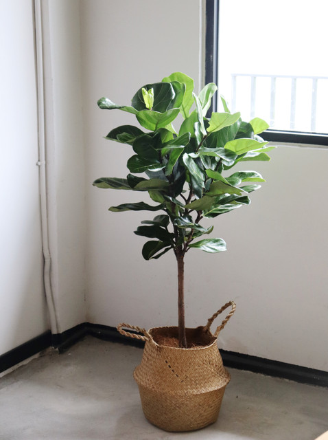 Sutai Plant Fiddleleaf Ficus Nordic Straw Blue Floor-standing Potted Household Green Plants Set Haofa