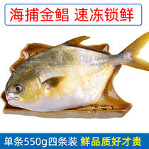 Golden pomfret fresh sea catch wild frozen aquatic Dachang fish deep sea fish 4 Qingdao seafood meat thick without small thorns