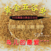 Golden grains worms dried yellow mealworms dried bread insects dried birds thrush myrros embroidered eyes Indigo chin red seed material
